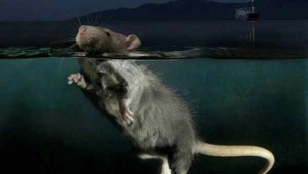 Мыши умеют «потеть жиром». Вероятно, человеческий организм имеет аналогичный механизм