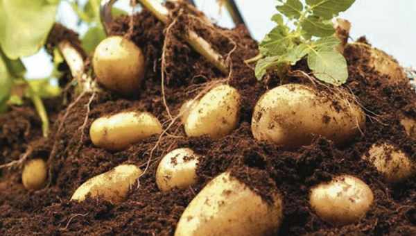 Исследователи перенесли в картофель человеческий белок, ответственный за ожирение. Это сделало картофель крупнее