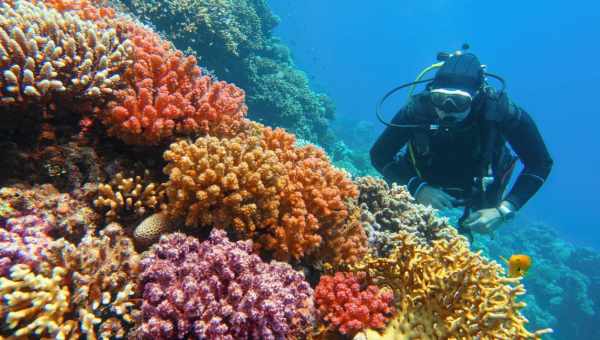 Технолог создает каркас коралловых рифов с помощью 3D-печати, чтобы поддерживать морскую жизнь