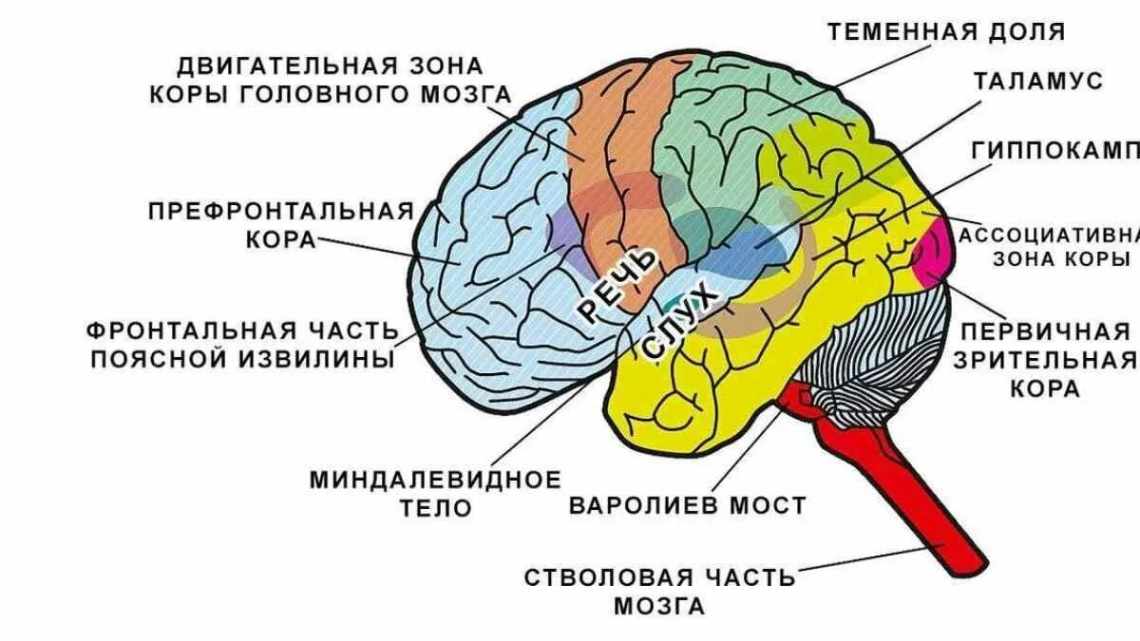 Вчені знайшли зону мозку, що відповідає за унікальність людського розуму