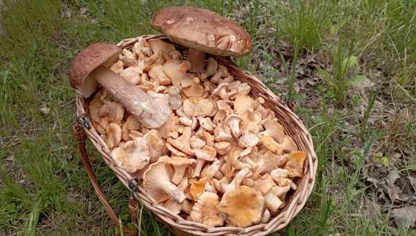 Як варити підберезовики і білі гриби. Обробка грибів